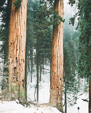 Snowy Woodland Trees