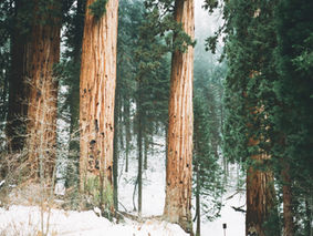 What I know About The Elven