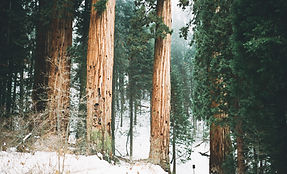 Verschneiter Redwood-Wald