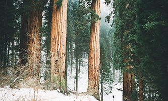 Snowy Woodland Trees