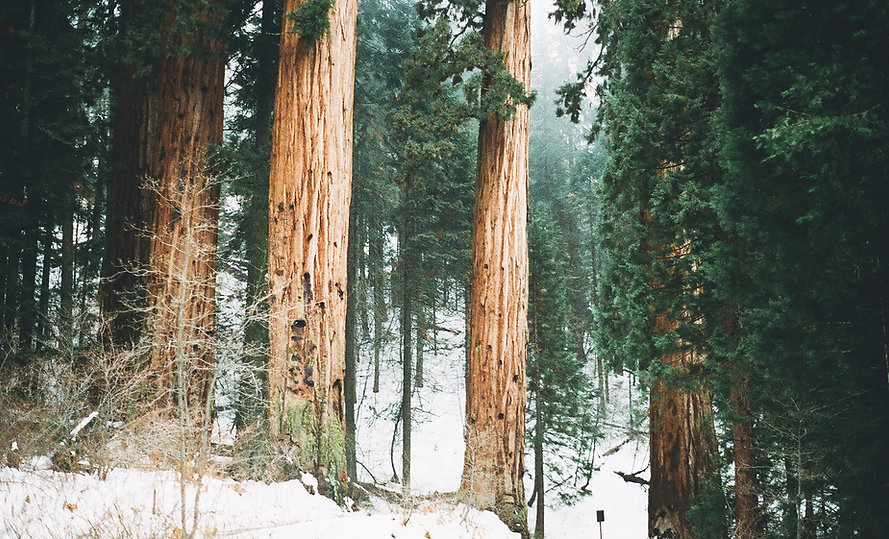 Snowy Woodland Trees