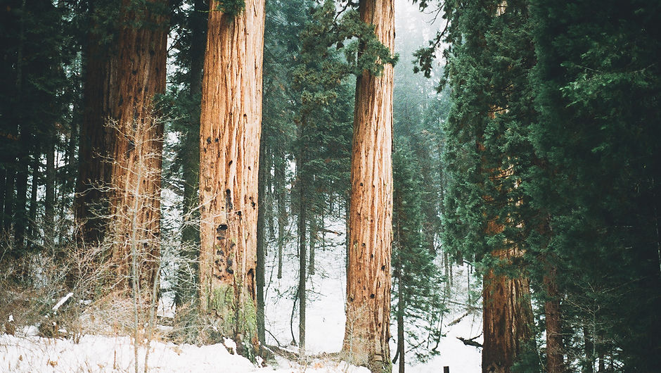 Snowy Woodland Trees