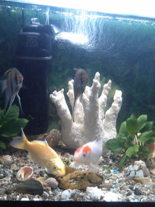 Аквариумные рыбки