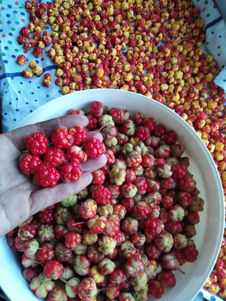 Походы в тундру