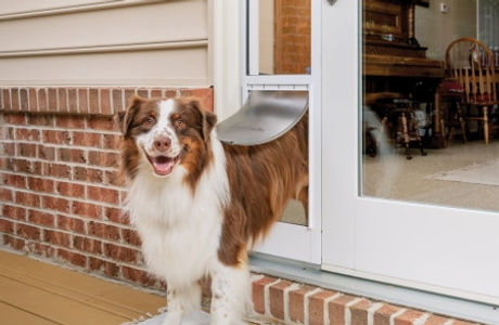 dog2.jpg