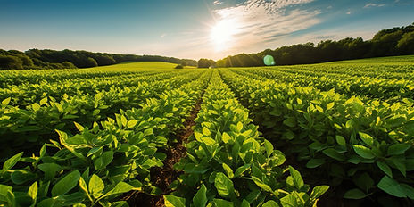 Innovation Soya International Inc. Québec - fournisseur de fèves de soya pour marché international