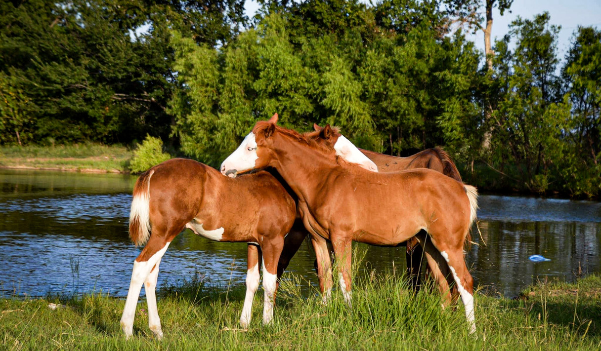 Home Wild Rose Ranch