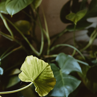 Untitled design (5).png