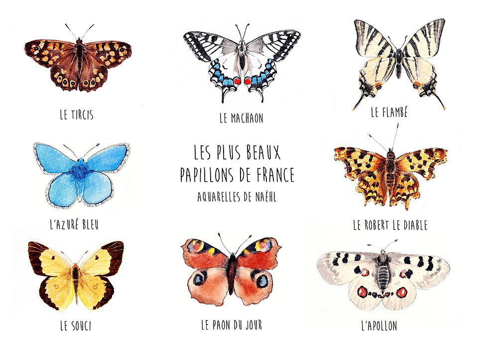 Les plus beaux papillons de France