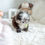 Thumbnail: DUNA POMERANIAN - FEMALE