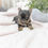 Miniatura: Hilda Yorkie
