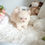 Thumbnail: SUNSHINE POMSKY - FEMALE