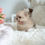 Thumbnail: RON POMERANIAN - MALE