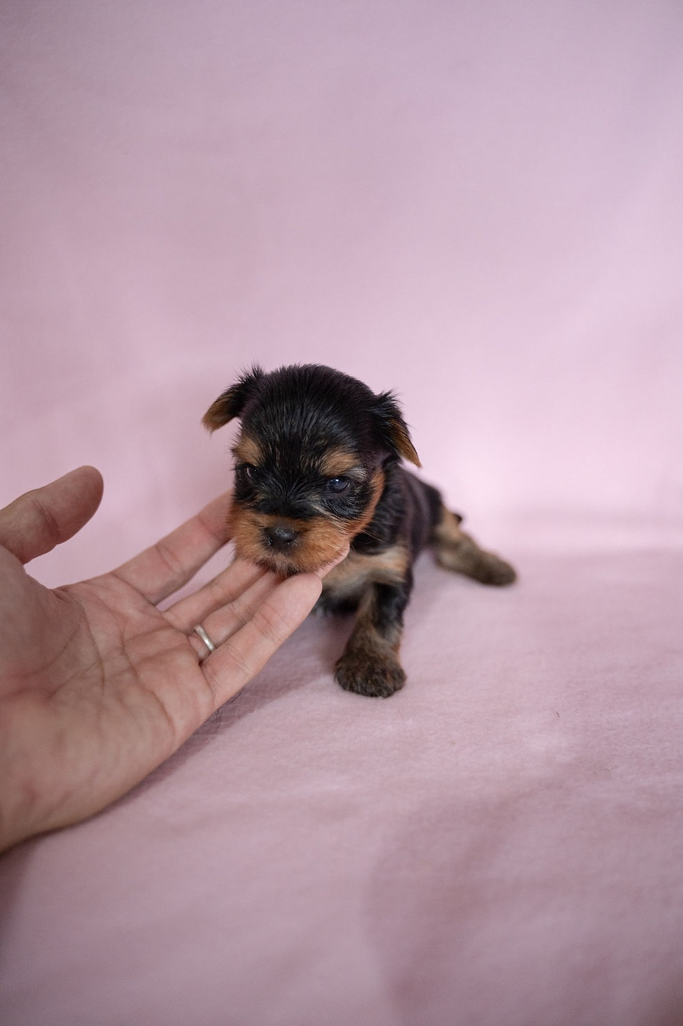 Miniatura: Nilon Yorkie