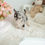 Thumbnail: JACINTA CHIHUAHUA - FEMALE