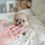 Thumbnail: RON POMERANIAN - MALE