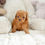 Thumbnail: RORO POODLE - MALE