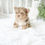 Thumbnail: Esmeralda Yorkie - Female