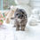 Thumbnail: NALA POODLE - FEMALE