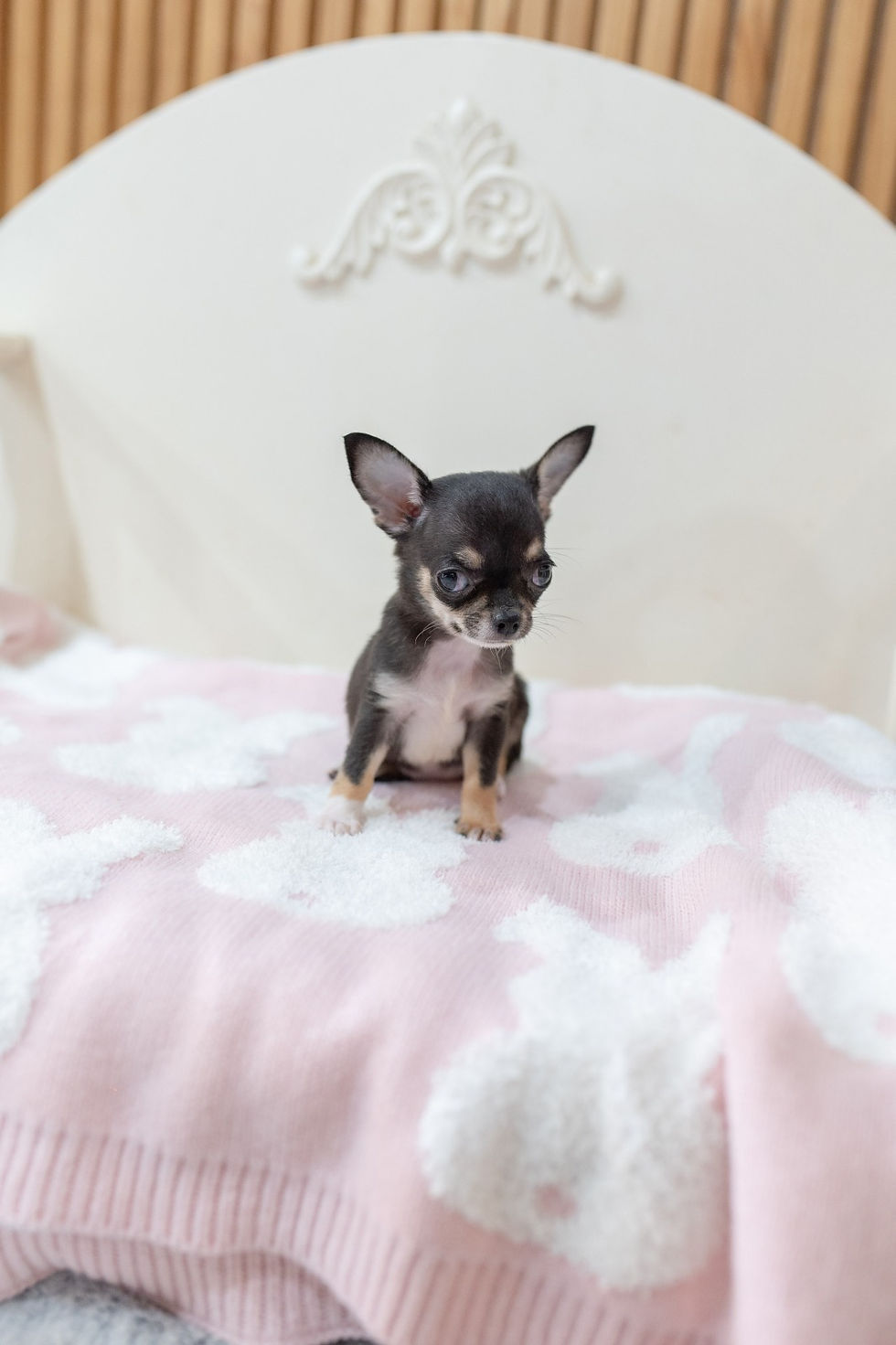 Miniatura: Miriam Chihuahua