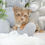 Thumbnail: Esmeralda Yorkie - Female