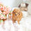 Thumbnail: RORO POODLE - MALE