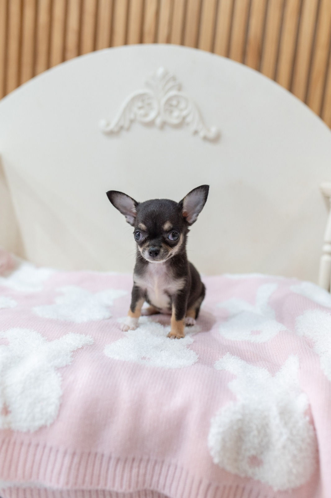 Miriam Chihuahua