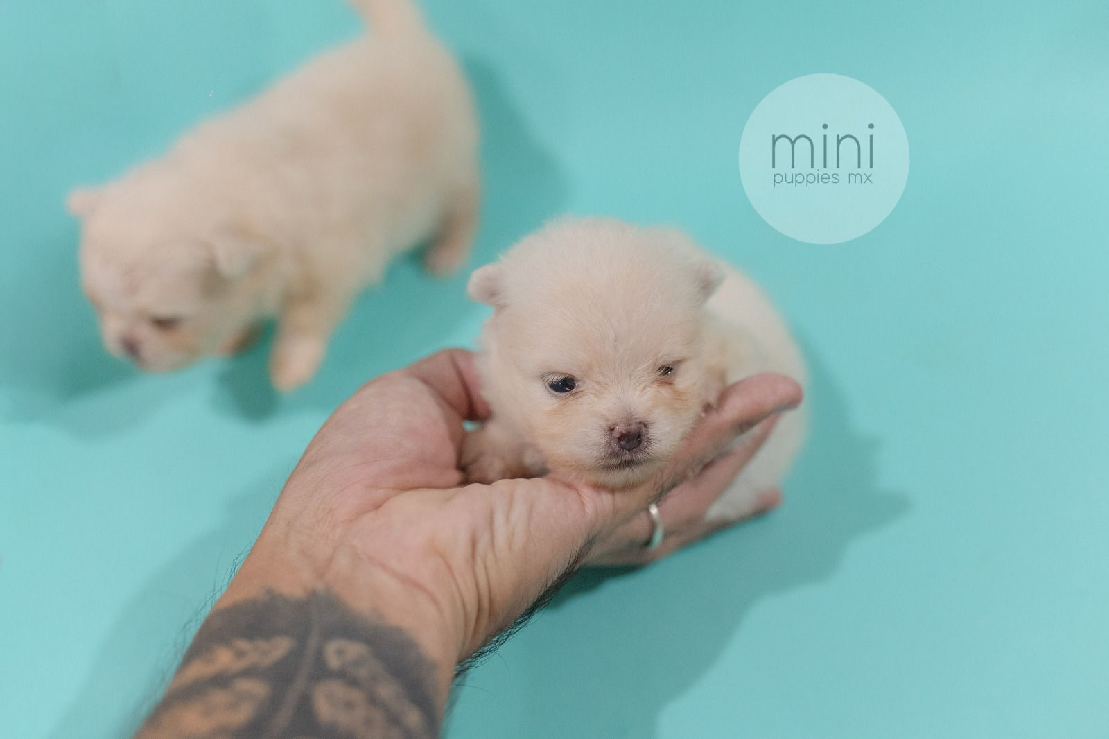 Kira Pomerania
