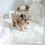 Thumbnail: BELLY POODLE - FEMALE