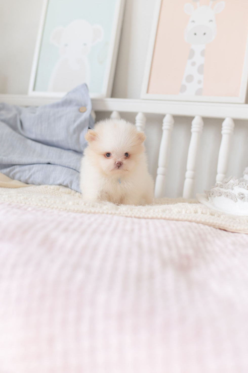 Miniatura: Lolo Pomerania