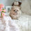 Thumbnail: RON POMERANIAN - MALE