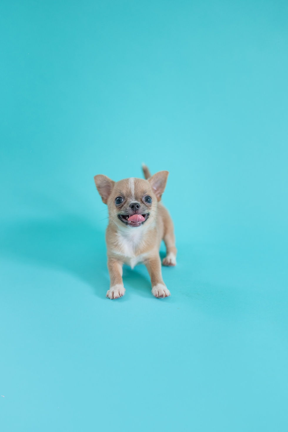 Miniatura: Luna Chihuahua