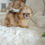Thumbnail: LILA POMERANIAN - FEMALE