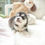 Thumbnail: HERCULES POMSKY - MALE