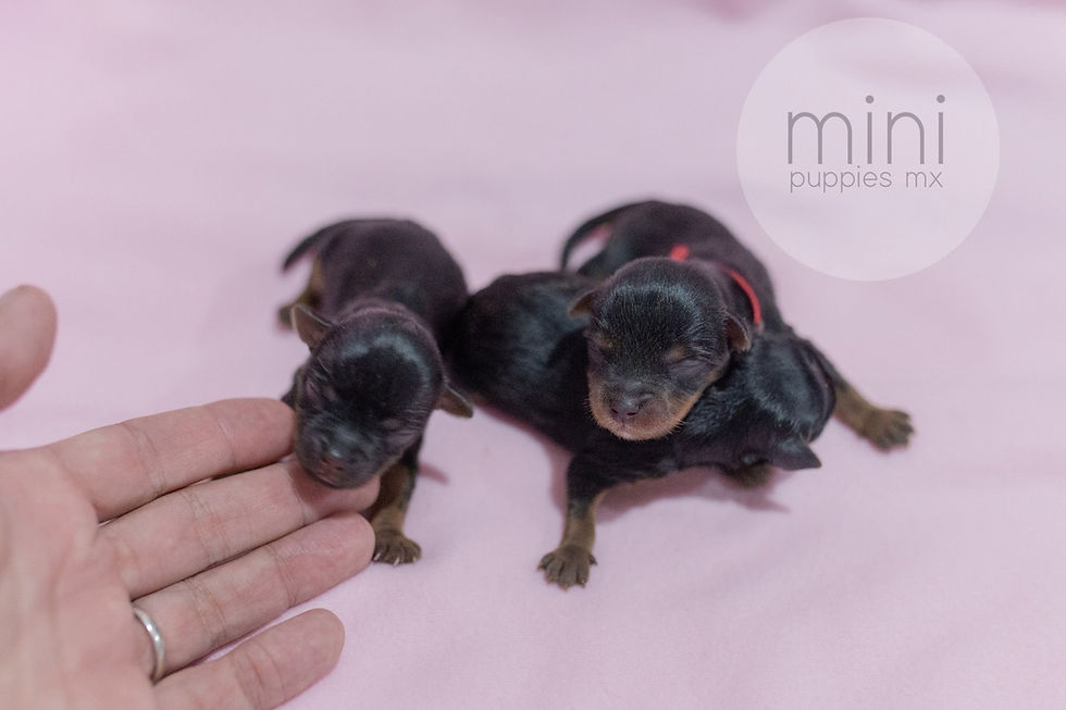 Miniatura: Mia Yorkie