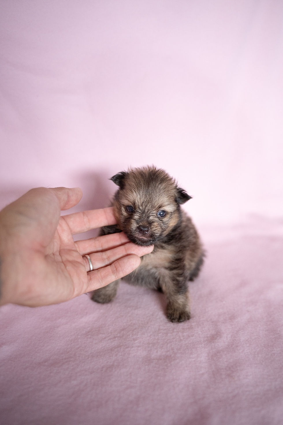 Miniatura: Piter Pomerania