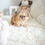 Thumbnail: LILA POMERANIAN - FEMALE