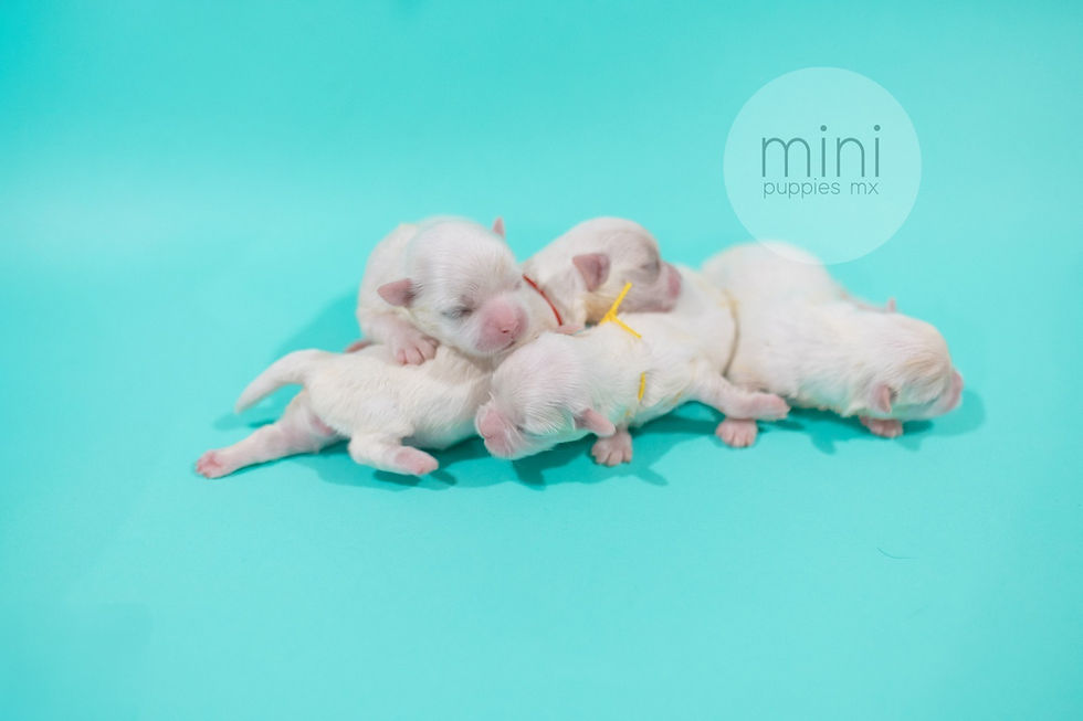 Miniatura: Oto Maltes