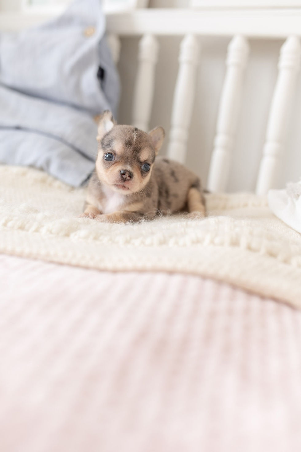 Miniatura: Lala Chihuahua