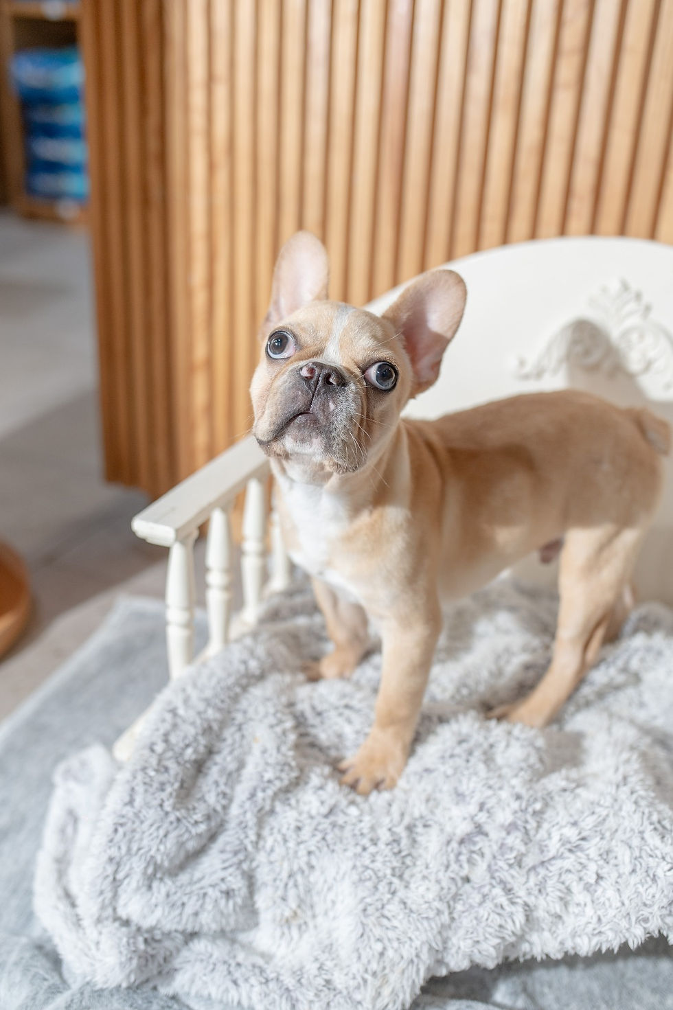 Miniatura: Tony Bulldog Frances