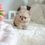Thumbnail: RON POMERANIAN - MALE