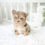 Thumbnail: Esmeralda Yorkie - Female