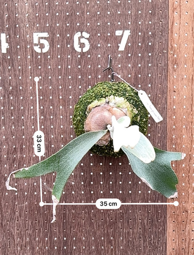 P.'Pewchan Snow Princess F401'④ | groote plantage