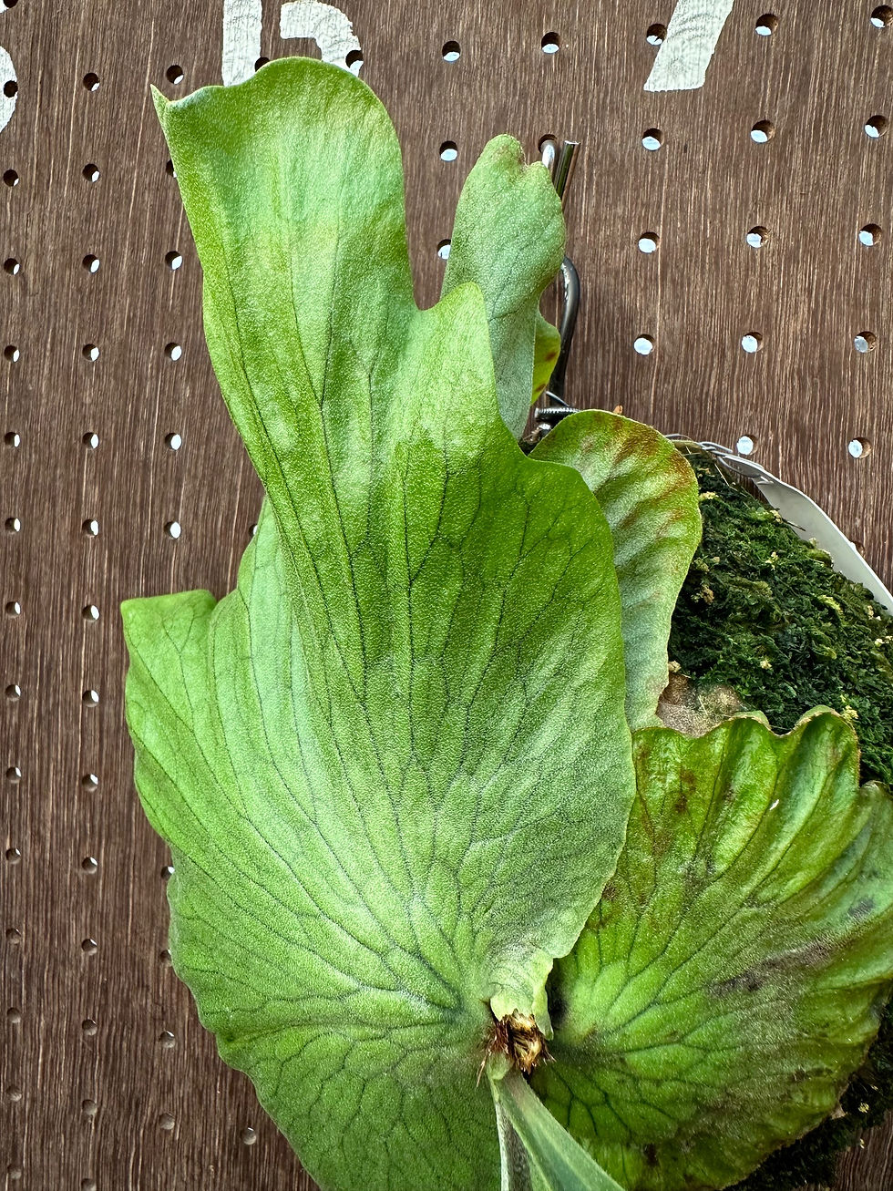 サムネイル： P.'Ageha#2'(P.wandae x P'alcicorne'Madagascar')