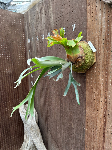 P.willinckii'Double A'(P.willnckii'A plus'sporelings)②