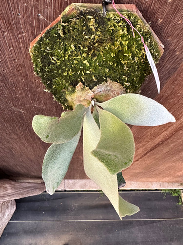 P.'gqgq'(Pewchan'Snow Queen F305')② | groote plantage