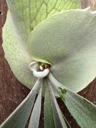 F3010 P. Pewchan snow queen ビカクシダ P. 'Platinum' Pewchan Snow