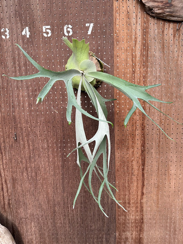 ビカクシダ P. Pewchan 'Hakuna Matata' F301 ビカクシダ P.'Hakuna