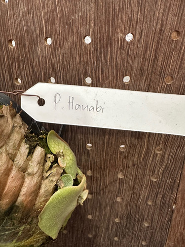 P.'Hanabi' | groote plantage