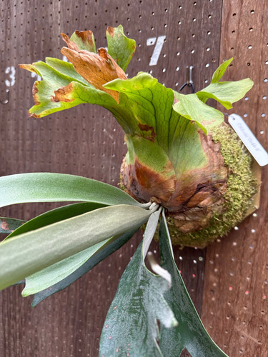 P.willinckii'Double A'(P.willnckii'A plus'sporelings)②